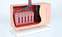 在线永久免费轰炸云呼